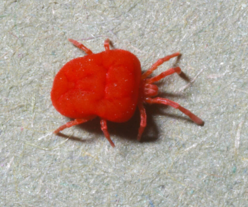 chiggers