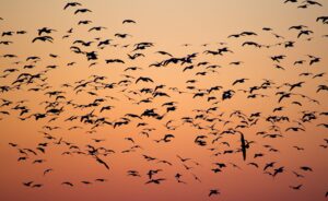 avian influenza background and timing