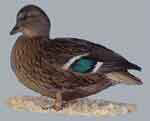 call ducks, showing poultry, raising poultry, american poultry association