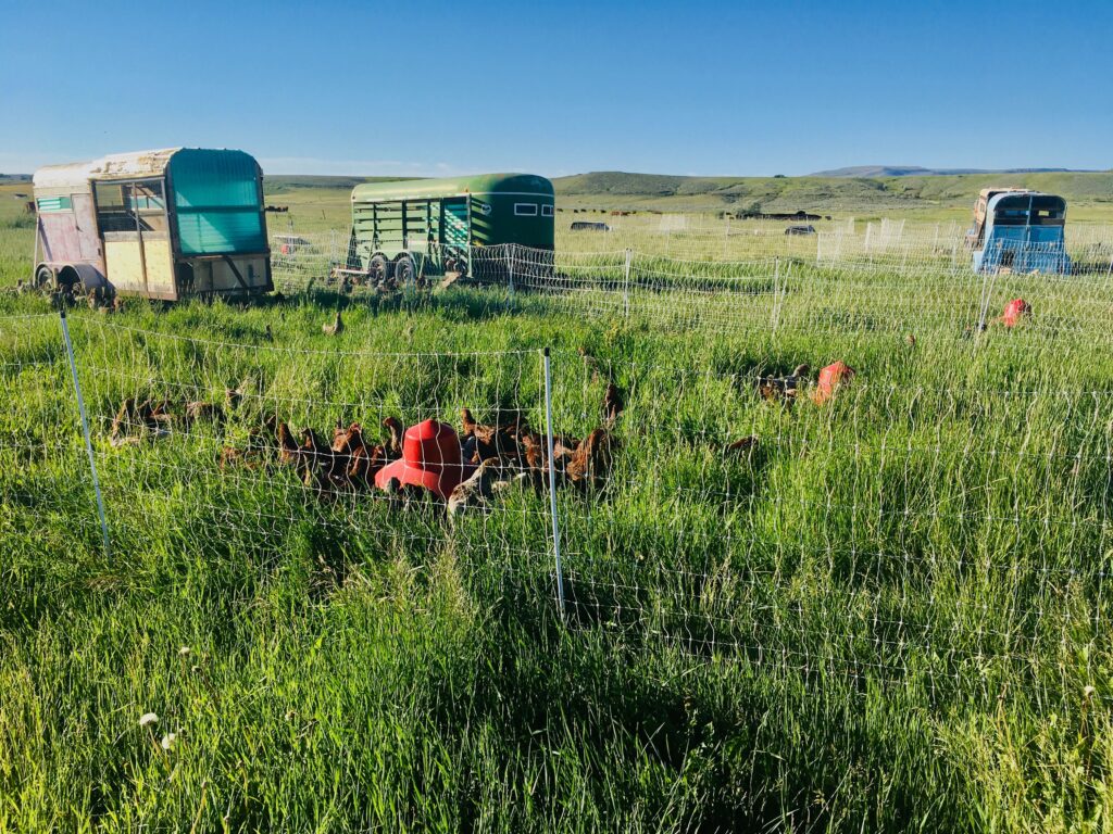 favorite poultry equipment