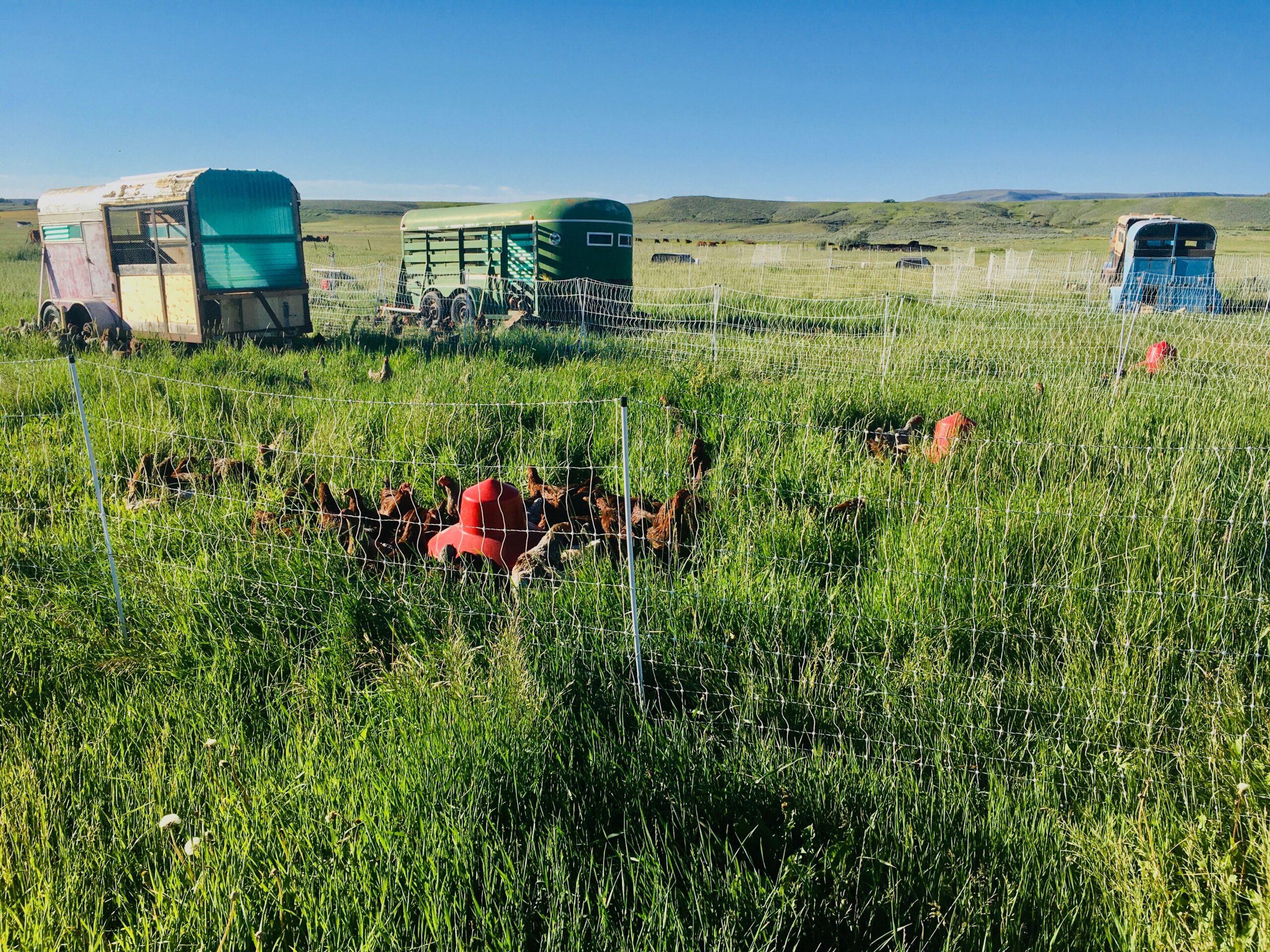 favorite poultry equipment
