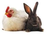 chkn-rabbit image