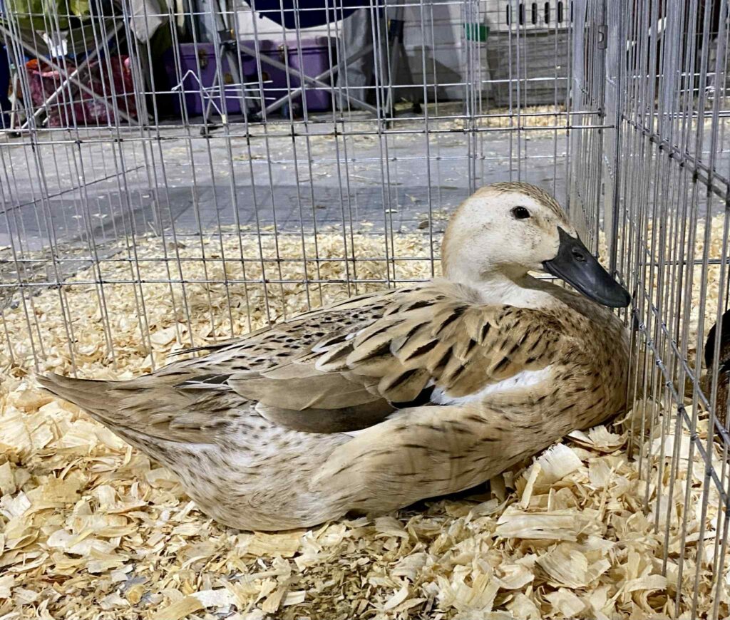 Photo of a duck at a show